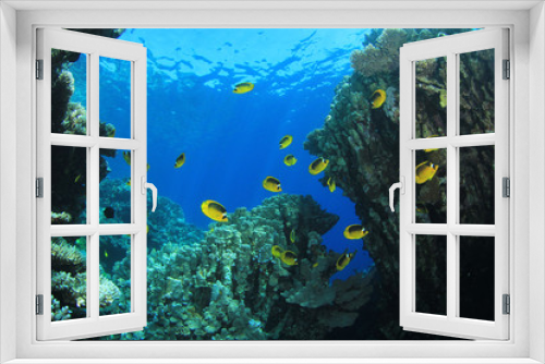 Fototapeta Naklejka Na Ścianę Okno 3D - Underwater Coral Reef Scene with Butterflyfish