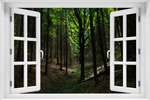 Fototapeta Naklejka Na Ścianę Okno 3D - Light in forest