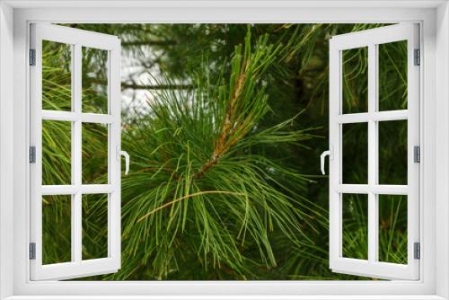 Fototapeta Naklejka Na Ścianę Okno 3D - Siberian pine needles background