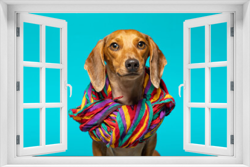 Fototapeta Naklejka Na Ścianę Okno 3D - Small brown dachshund with a colored scarf on his neck on a blue background