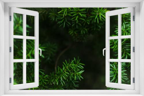 Fototapeta Naklejka Na Ścianę Okno 3D - Juicy greens. Needles on Christmas tree branches,