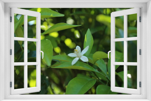 Fototapeta Naklejka Na Ścianę Okno 3D - tangerine flower, tangerine tree, flower