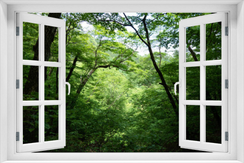 Fototapeta Naklejka Na Ścianę Okno 3D - ブナの森