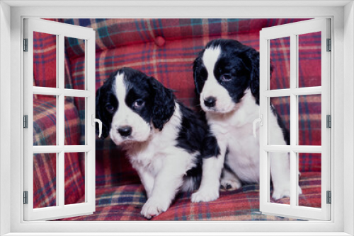 Fototapeta Naklejka Na Ścianę Okno 3D - Two English springer spaniel puppy dogs sitting on a plaid sofa