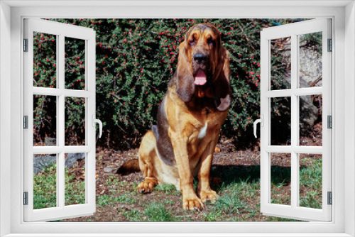 Fototapeta Naklejka Na Ścianę Okno 3D - A bloodhound sitting in front of a shrub