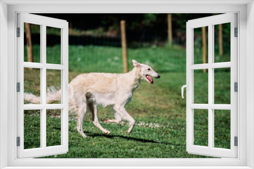 Fototapeta Naklejka Na Ścianę Okno 3D - A Borzoi dog running through a field of green grass