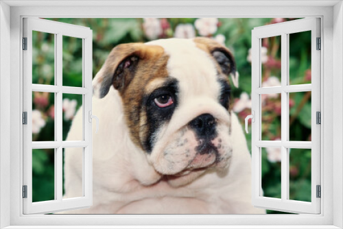 Fototapeta Naklejka Na Ścianę Okno 3D - Close-up of an English bulldog puppy sitting in a garden