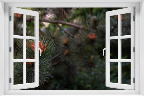 Fototapeta Naklejka Na Ścianę Okno 3D - pine tree detail panorama 