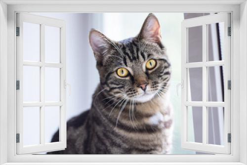 Fototapeta Naklejka Na Ścianę Okno 3D - A tabby cat with bright eyes looks into the camera while sitting by the window.