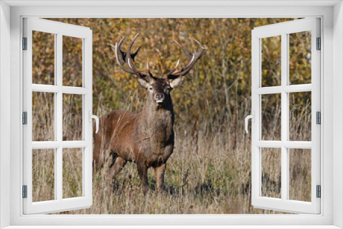 Fototapeta Naklejka Na Ścianę Okno 3D - Beautiful deer in the wild