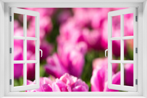 Fototapeta Naklejka Na Ścianę Okno 3D - Blooming tulips. Spring floral background. Field of bright beautiful tulips close-up. Colorful tulips at the Holland Flower Festival. long banner