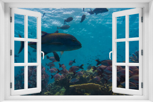 Fototapeta Naklejka Na Ścianę Okno 3D - Sipadan Island Underwater Coral Fish
