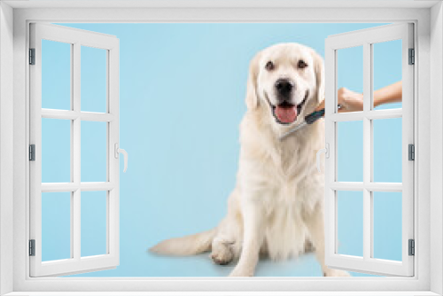 Fototapeta Naklejka Na Ścianę Okno 3D - Grooming domestic pet concept. Happy healthy labrador dog sitting on the floor, person combing pet's fur hair