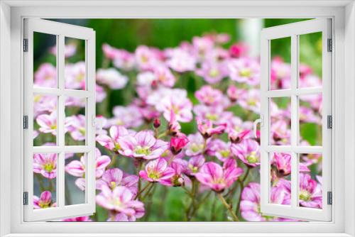 Fototapeta Naklejka Na Ścianę Okno 3D - Blooming decorative Saxifrage moss with pink flowers. Floral background, wallpaper. Side view.