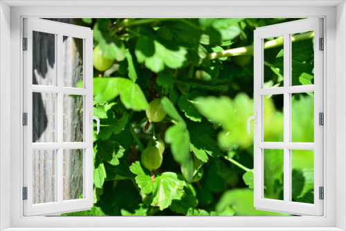 Fototapeta Naklejka Na Ścianę Okno 3D - green gooseberry in the garden in shadow of green leaves, close-up