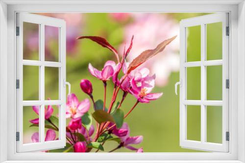 Fototapeta Naklejka Na Ścianę Okno 3D - Fresh pink flowers of a blossoming apple tree with blured background