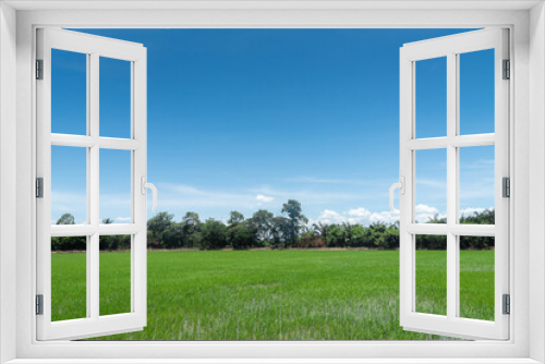 Fototapeta Naklejka Na Ścianę Okno 3D - agriculture rice field with blue sky background 