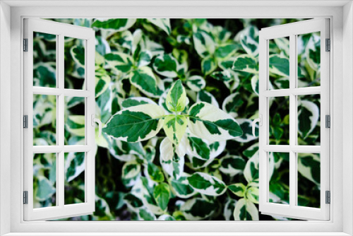 Fototapeta Naklejka Na Ścianę Okno 3D - vibrant natural leaf