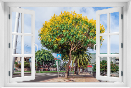 Fototapeta Naklejka Na Ścianę Okno 3D - Senna spectabilis tree with yellow inflorescences of flowers in the middle of a city street in La Laguna town on the Canary Islands in Spain. Exotic cityscape with flowering plant