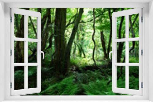 Fototapeta Naklejka Na Ścianę Okno 3D - primeval forest in springtime
