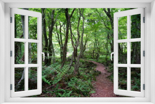 Fototapeta Naklejka Na Ścianę Okno 3D - path through lively spring forest