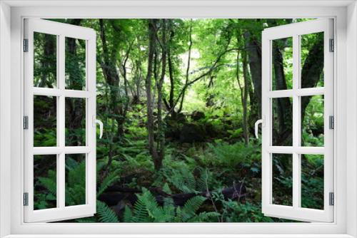 Fototapeta Naklejka Na Ścianę Okno 3D - primeval forest in springtime
