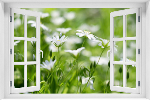 Fototapeta Naklejka Na Ścianę Okno 3D - Summer flowers. Macro photography. Close-up summer flowers