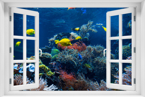 Fototapeta Naklejka Na Ścianę Okno 3D - Underwater sea world. Colorful tropical fish. Life in the coral reef. Ecosystem.