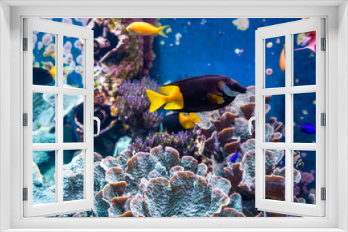 Fototapeta Naklejka Na Ścianę Okno 3D - Tropical fishes in blue water with coral reef