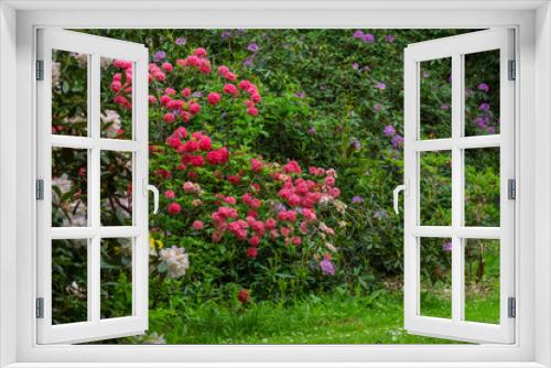 Fototapeta Naklejka Na Ścianę Okno 3D - Rhododendron shrubs in full flower in a woodland garden