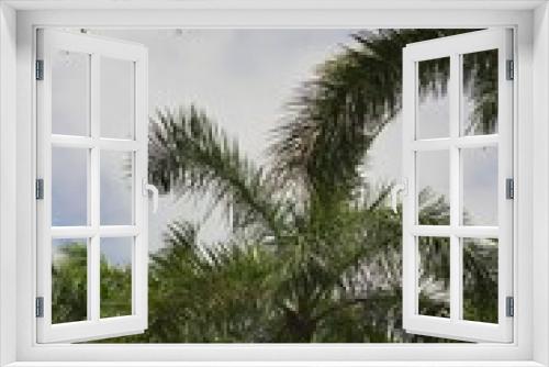 Fototapeta Naklejka Na Ścianę Okno 3D - palm trees against blue sky
