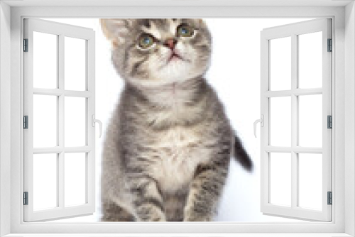 Fototapeta Naklejka Na Ścianę Okno 3D - gray kitten looks up