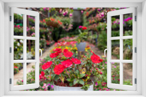 Fototapeta Naklejka Na Ścianę Okno 3D - colorful nursery plant greenhouse garden flowers