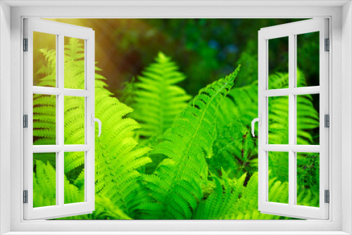 Fototapeta Naklejka Na Ścianę Okno 3D - Photo of green fern leaves in a natural environment. Tropical fern.