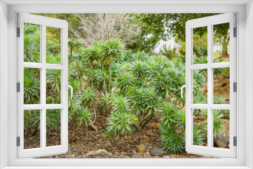 Fototapeta Naklejka Na Ścianę Okno 3D - Pride of Madeira, an evergreen perennial, close up