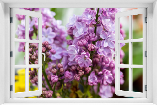 Fototapeta Naklejka Na Ścianę Okno 3D - Purple Syringa or Lilac trees ornamental tree, with delectably fragrant, conical shaped spring flowers 