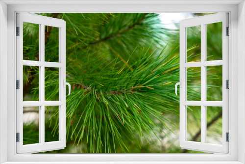 Fototapeta Naklejka Na Ścianę Okno 3D - Bright green pine branch close-up