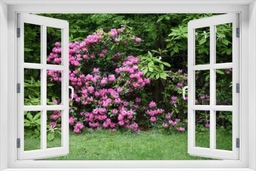Fototapeta Naklejka Na Ścianę Okno 3D - Beautiful pink azalea