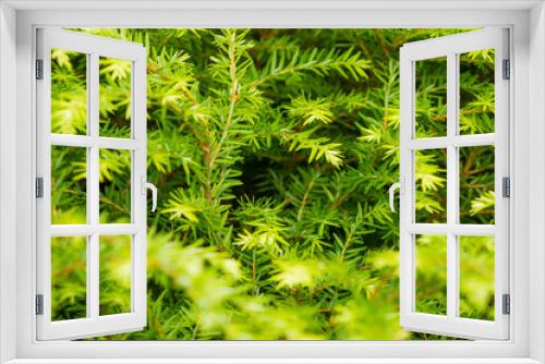 Fototapeta Naklejka Na Ścianę Okno 3D - green fir branches in the summer garden