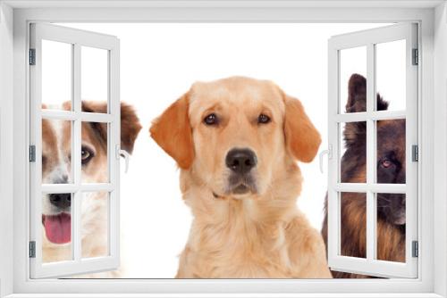 Fototapeta Naklejka Na Ścianę Okno 3D - Beautiful portrait of three dogs
