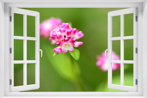 Fototapeta Naklejka Na Ścianę Okno 3D - 可愛い花