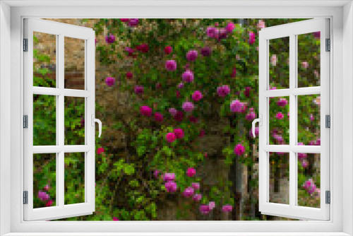 Fototapeta Naklejka Na Ścianę Okno 3D - Blossom of fragrant colorful roses on narrow streets of small village Gerberoy, Normandy, France