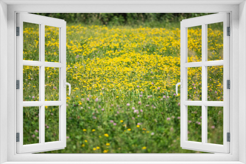 Fototapeta Naklejka Na Ścianę Okno 3D - Floral green meadow with bright buds of wildflowers in focus - summer nature view