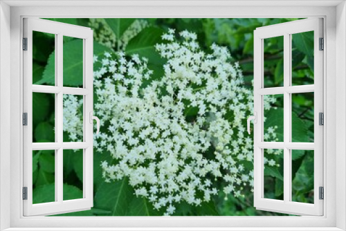 Fototapeta Naklejka Na Ścianę Okno 3D - white elderberry flower in spring - closeup