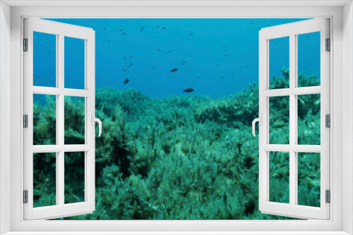 Fototapeta Naklejka Na Ścianę Okno 3D - Rocky seabed covered with Brown Seaweed (Cystoseira). Mediterranean underwater seascape. Mediterranean Sea, Cyprus