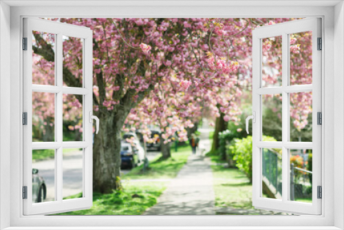 Fototapeta Naklejka Na Ścianę Okno 3D - cherry blossom, kenza cherry blossom,