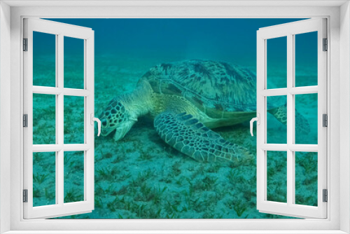 Fototapeta Naklejka Na Ścianę Okno 3D - Big Sea Turtle green eats green sea grass on the seabed. Green sea turtle (Chelonia mydas) Underwater shot, Red sea, Egypt