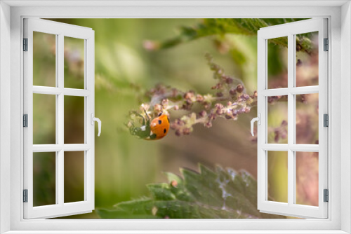 Fototapeta Naklejka Na Ścianę Okno 3D - Beautiful black dotted red ladybug beetle climbing in a plant with blurred background copy space searching for plant louses to kill them as beneficial organism pest control useful animal in the garden