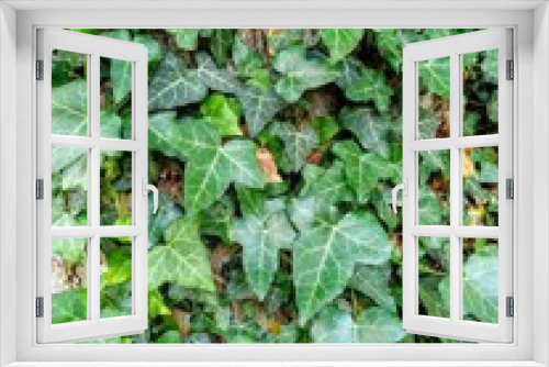 Fototapeta Naklejka Na Ścianę Okno 3D - green ivy leaves wrapped around trunk