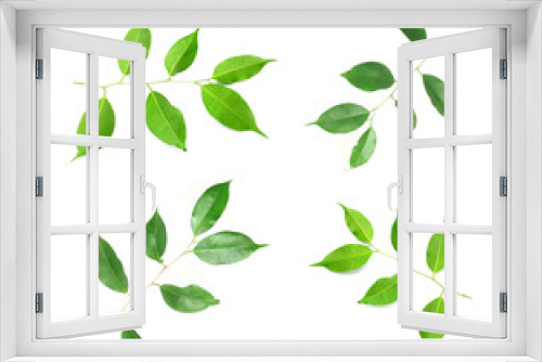 Fototapeta Naklejka Na Ścianę Okno 3D - collection fresh green leaves branches on white background